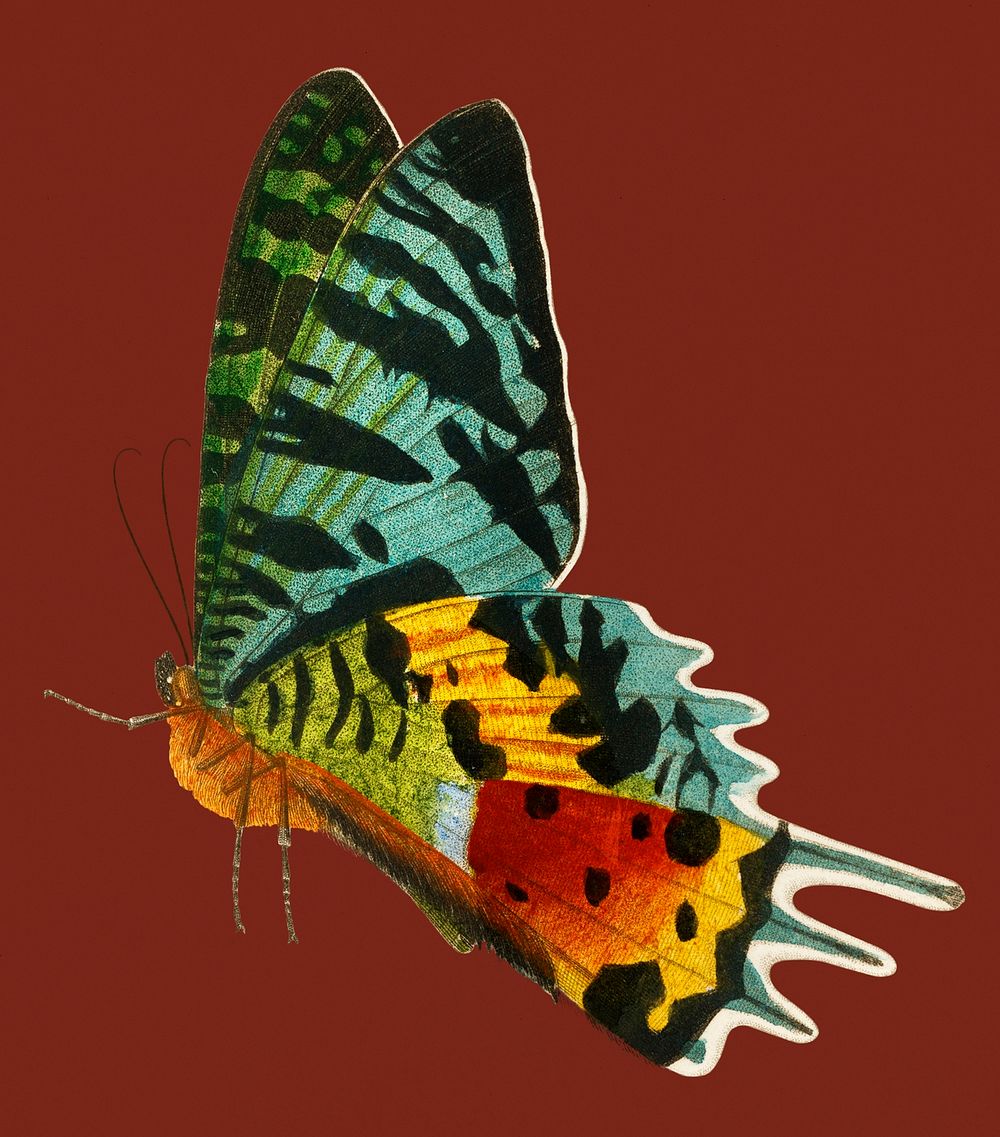Vintage Illustration of Madagascan Sunset Moth.