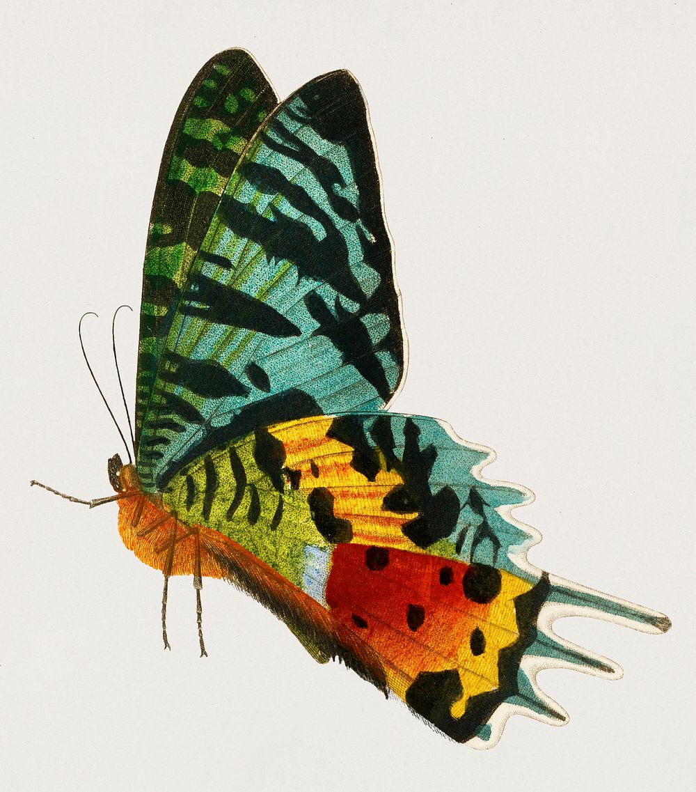 Madagascan Sunset Moth (Urania Riphaeus) illustrated by Charles Dessalines D' Orbigny (1806-1876). Digitally enhanced from…