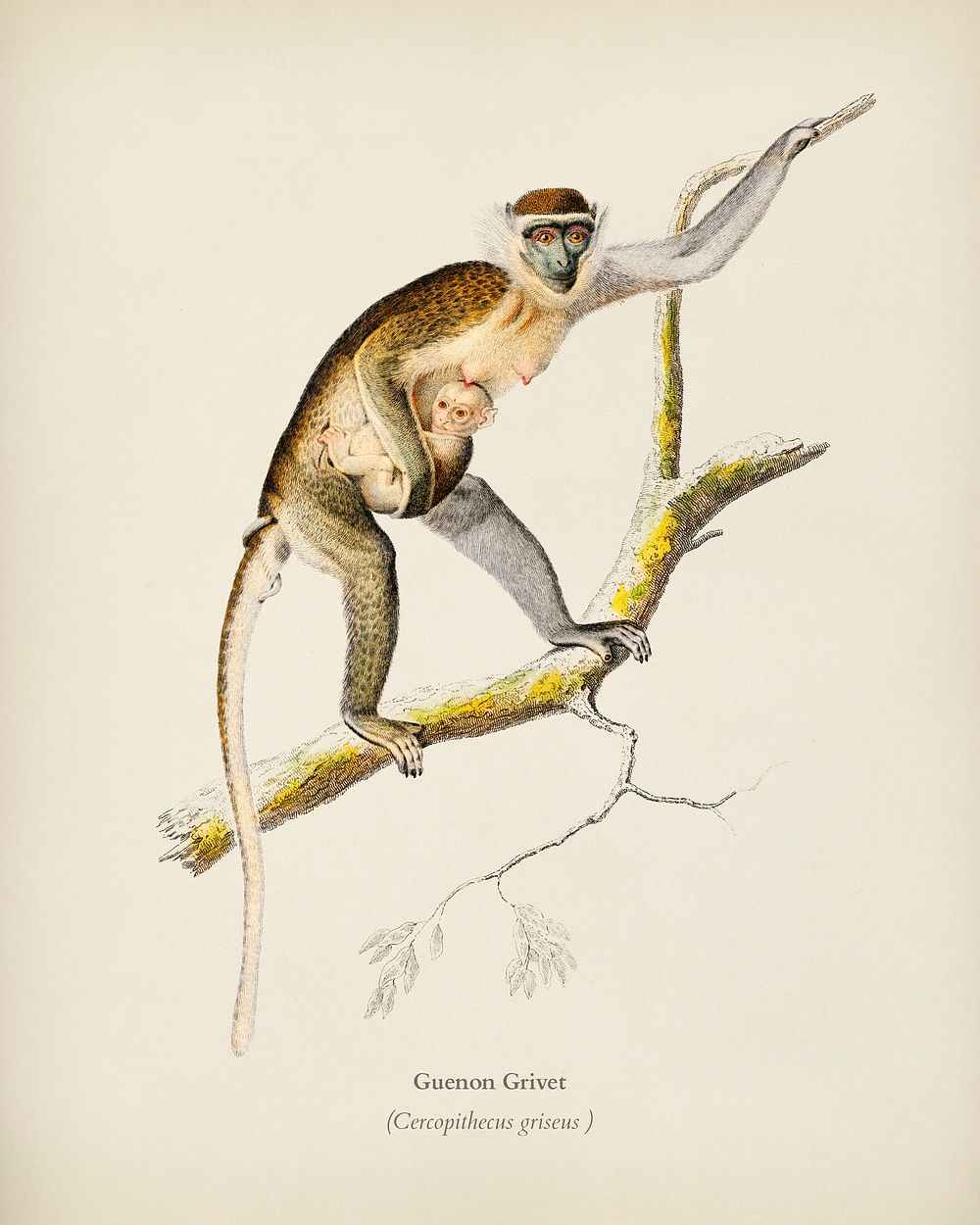 Cercopithecus griseus (Guenon Grivet) illustrated by Charles Dessalines D' Orbigny (1806-1876). Digitally enhanced from our…