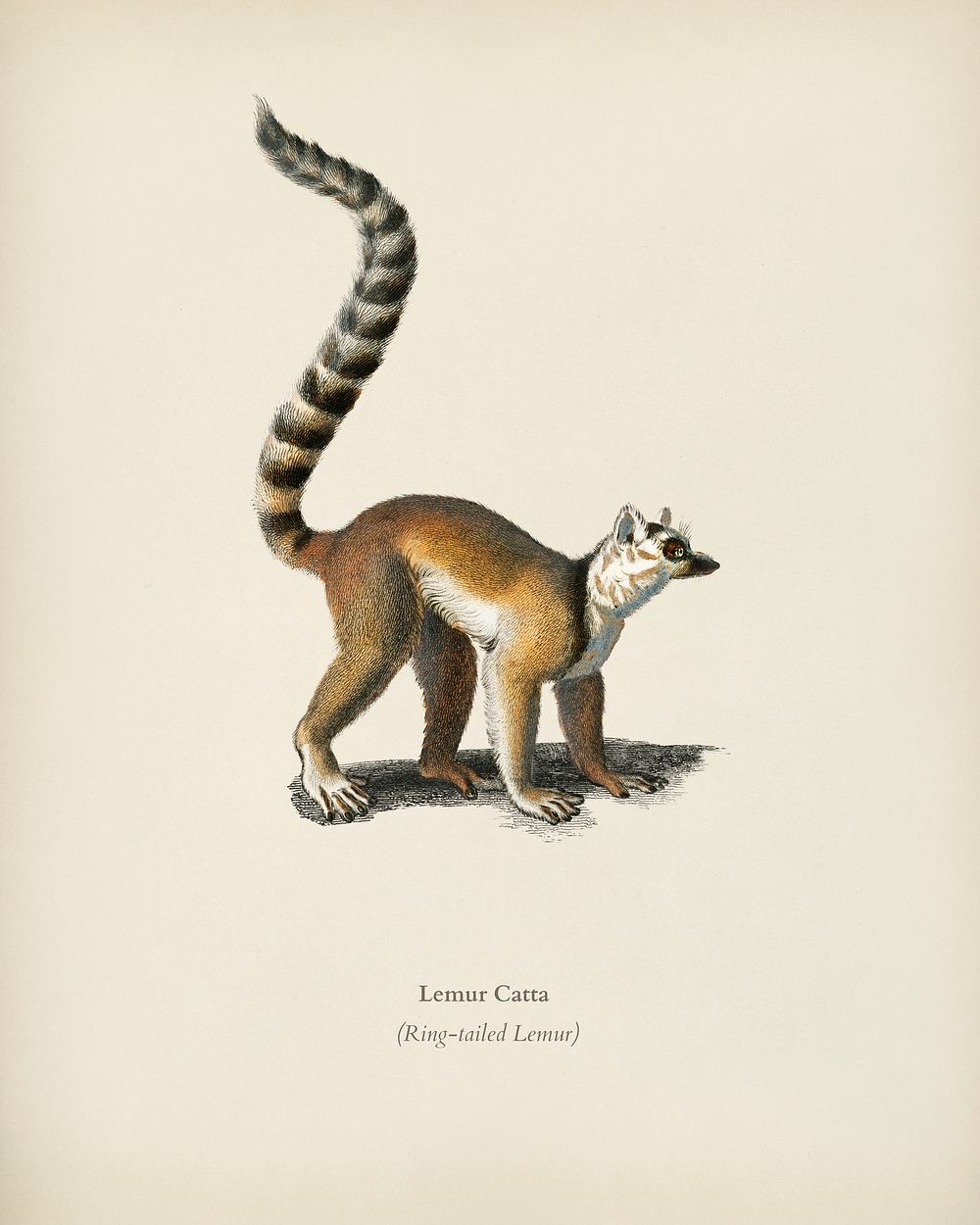 Ring-tailed Lemur (Lemur Catta) illustrated by Charles Dessalines D' Orbigny (1806-1876). Digitally enhanced from our own…