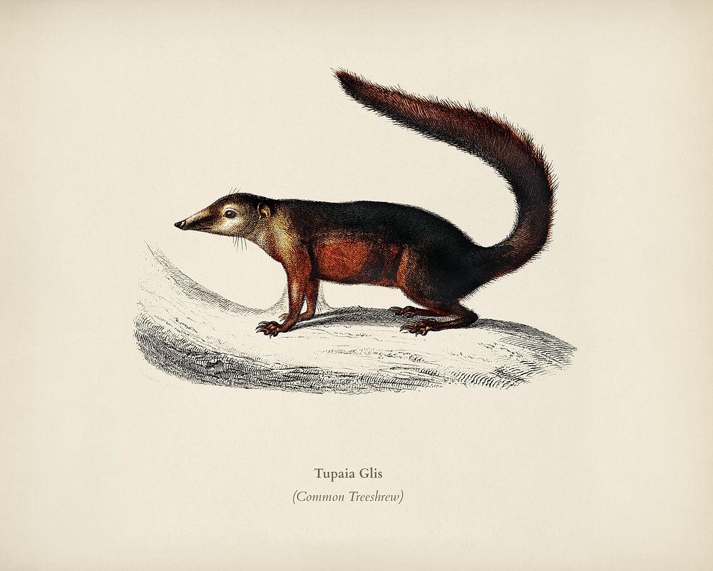 Common Treeshrew (Tupaia Glis) illustrated by Charles Dessalines D' Orbigny (1806-1876). Digitally enhanced from our own…