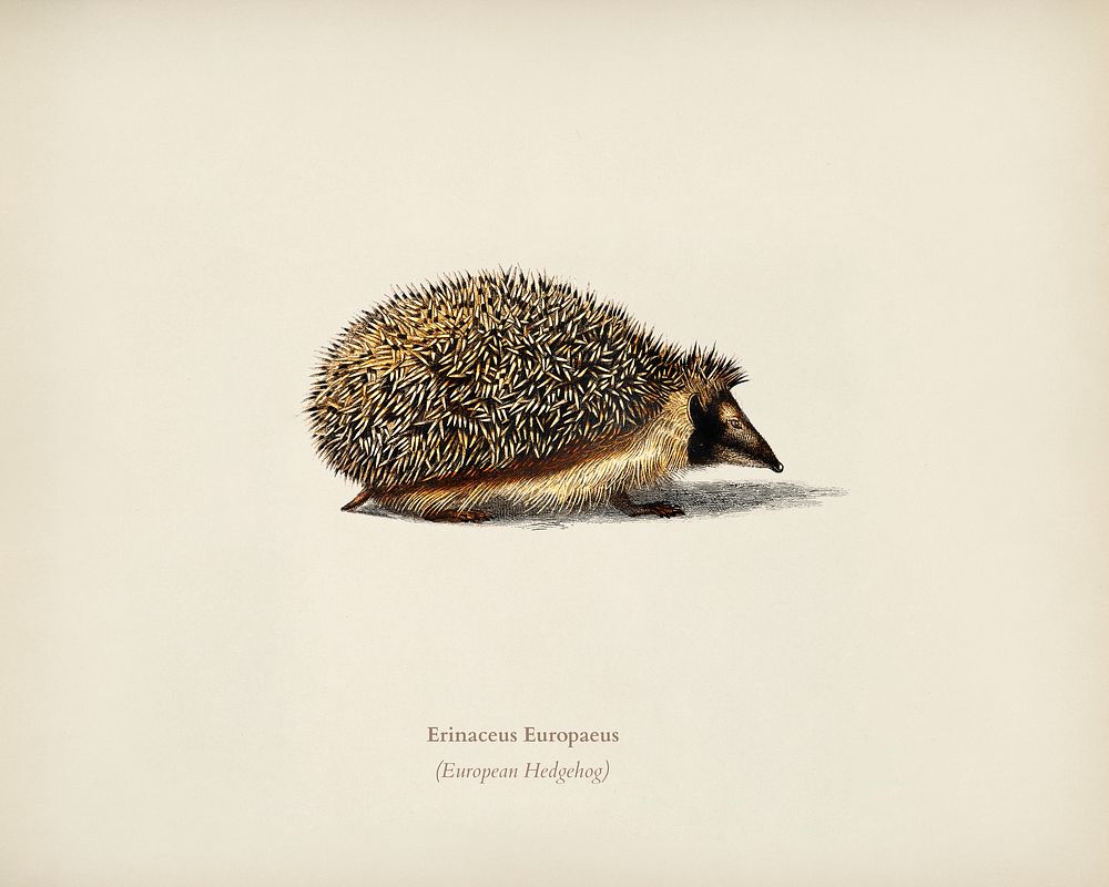 European Hedgehog (Erinaceus Europaeus) illustrated by Charles Dessalines D' Orbigny (1806-1876). Digitally enhanced from…