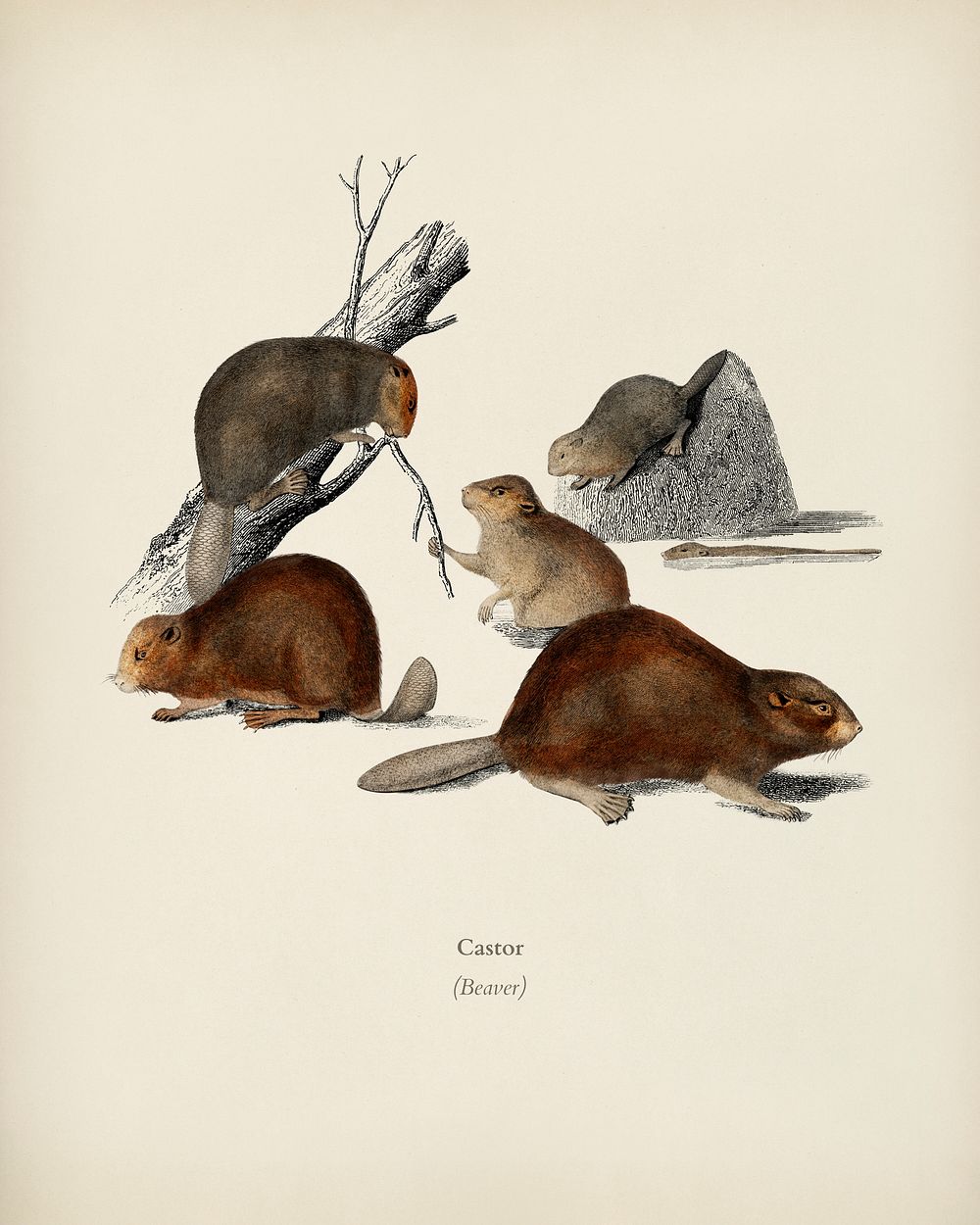 Beaver (Castor) illustrated by Charles Dessalines D' Orbigny (1806-1876). Digitally enhanced from our own 1892 edition of…
