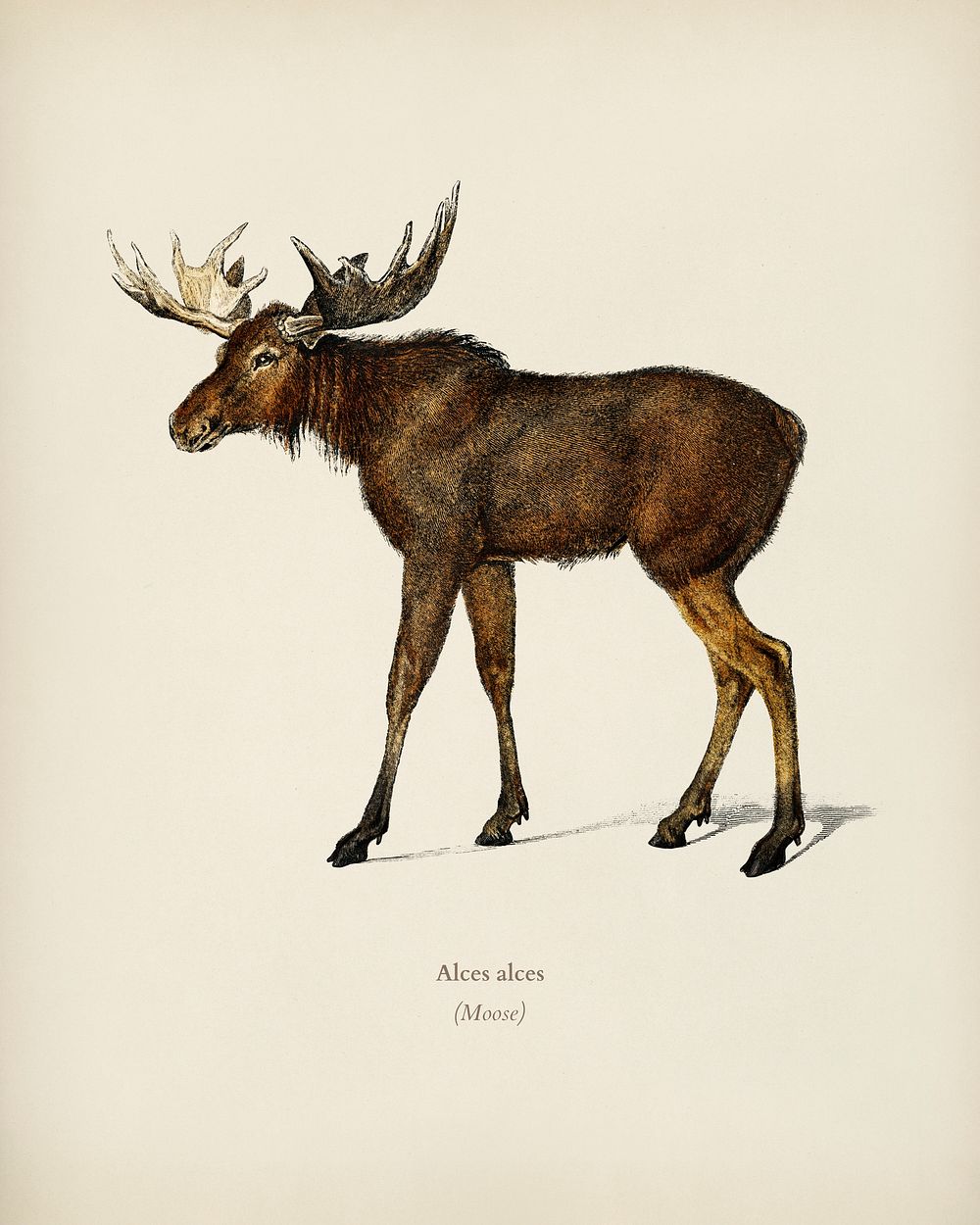 Alces alces illustrated by Charles Dessalines D' Orbigny (1806-1876). Digitally enhanced from our own 1892 edition of…