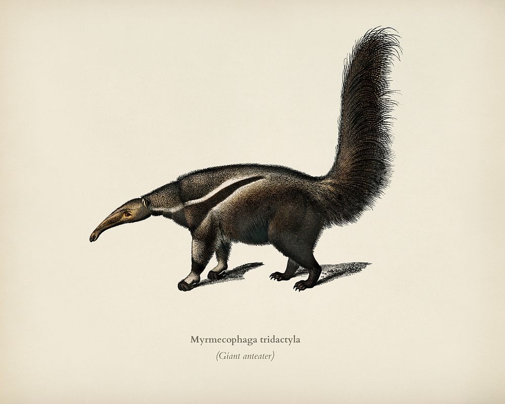Giant anteater (Myrmecophaga tridactyla) illustrated by Charles Dessalines D' Orbigny (1806-1876). Digitally enhanced from…