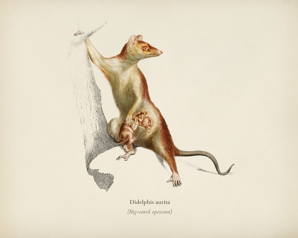 Big-eared opossum (Didelphis aurita) illustrated by Charles Dessalines D' Orbigny (1806-1876). Digitally enhanced from our…