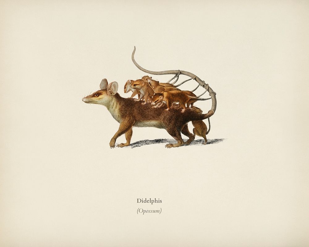 Opossum (Didelphis) illustrated by Charles Dessalines D' Orbigny (1806-1876). Digitally enhanced from our own 1892 edition…