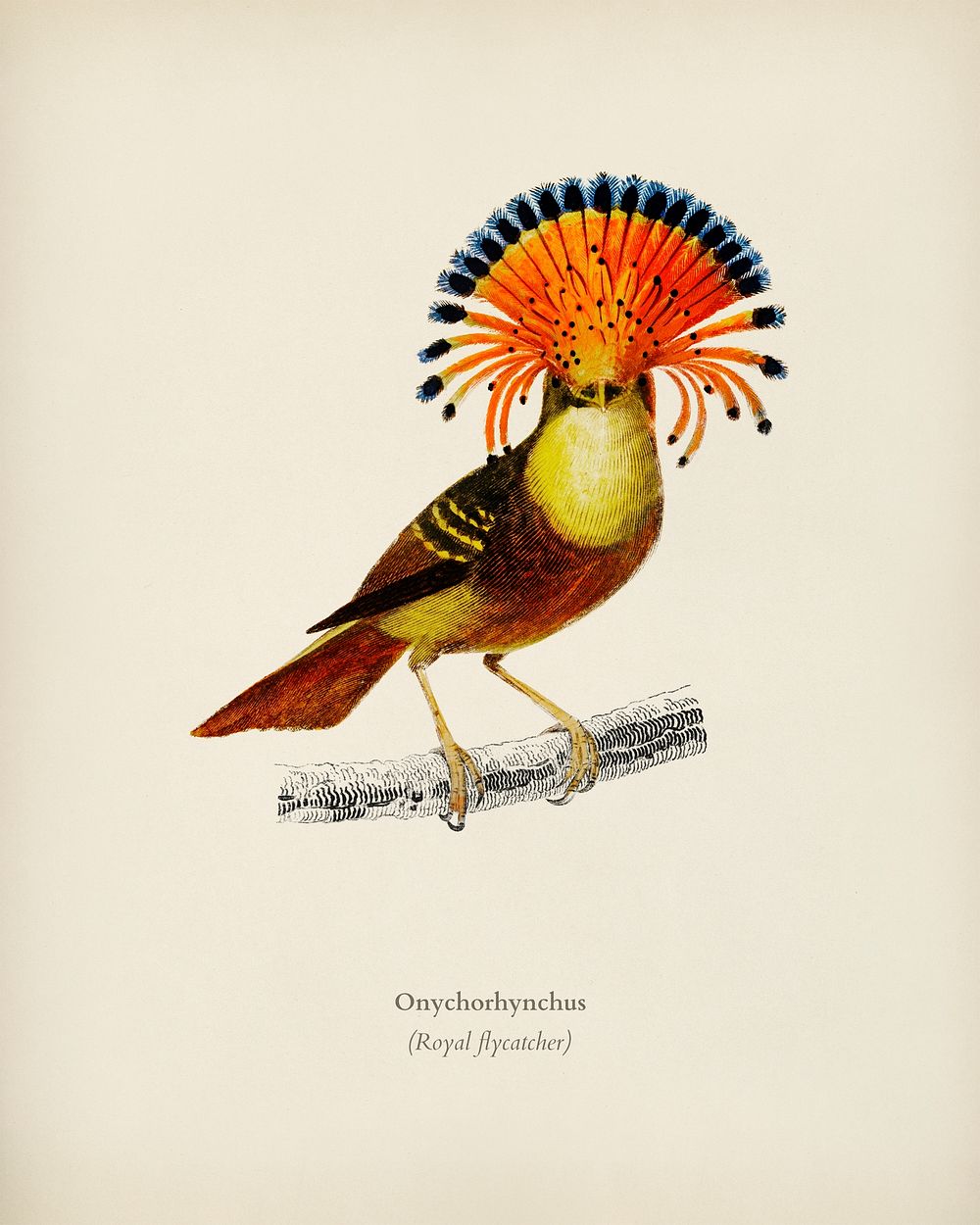 Royal flycatcher (Onychorhynchus) illustrated by Charles Dessalines D' Orbigny (1806-1876). Digitally enhanced from our own…