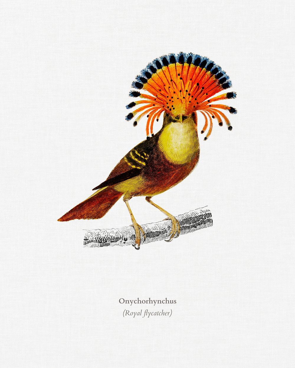 Royal flycatcher (Onychorhynchus) illustrated by Charles Dessalines D' Orbigny (1806-1876). Digitally enhanced from our own…