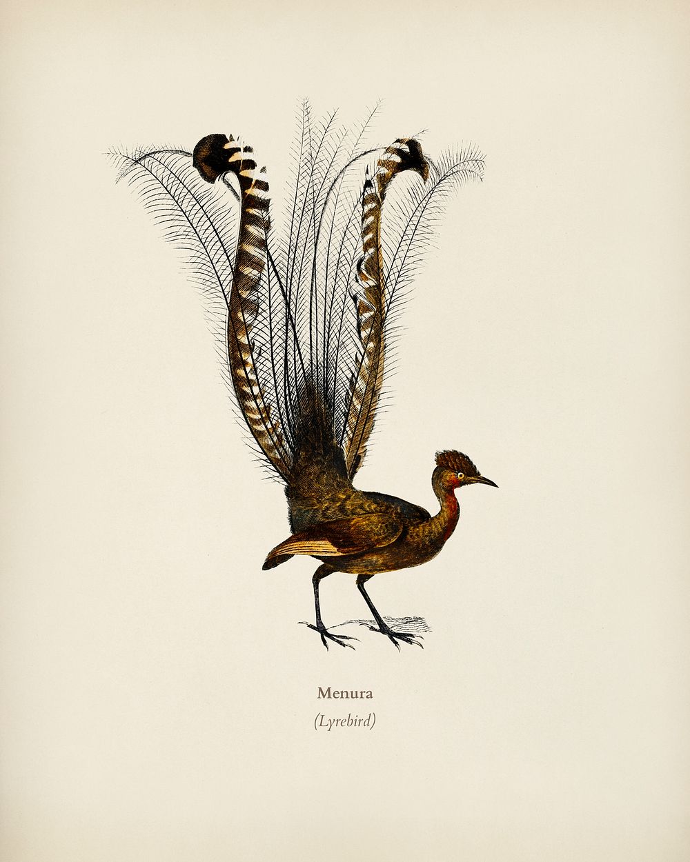 Lyebird (Menura) illustrated by Charles Dessalines D' Orbigny (1806-1876). Digitally enhanced from our own 1892 edition of…