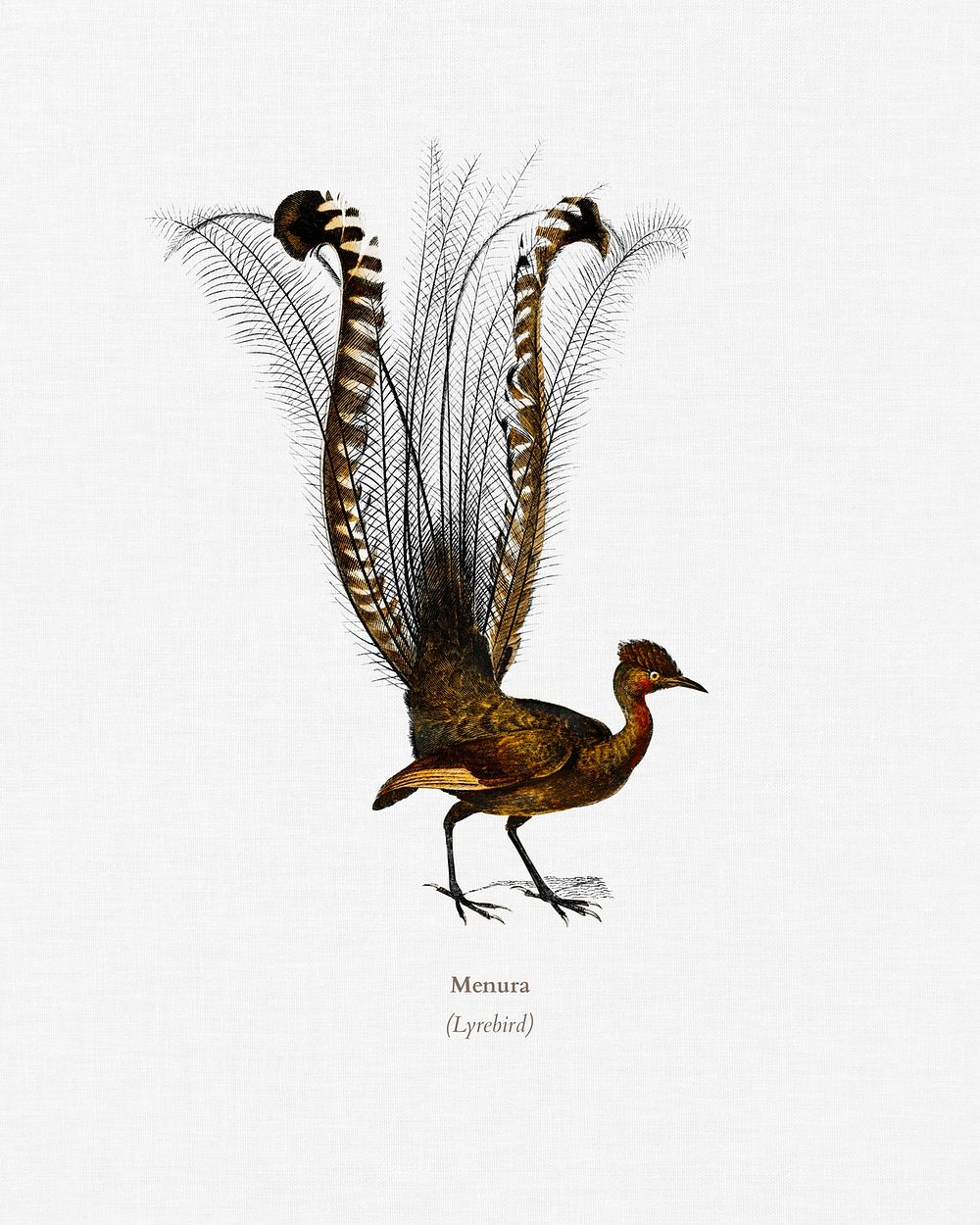Lyebird (Menura) illustrated by Charles Dessalines D' Orbigny (1806-1876). Digitally enhanced from our own 1892 edition of…