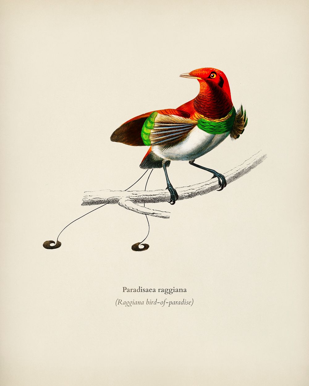 Raggiana bird-of-paradise (Paradisaea raggiana) illustrated by Charles Dessalines D' Orbigny (1806-1876). Digitally enhanced…
