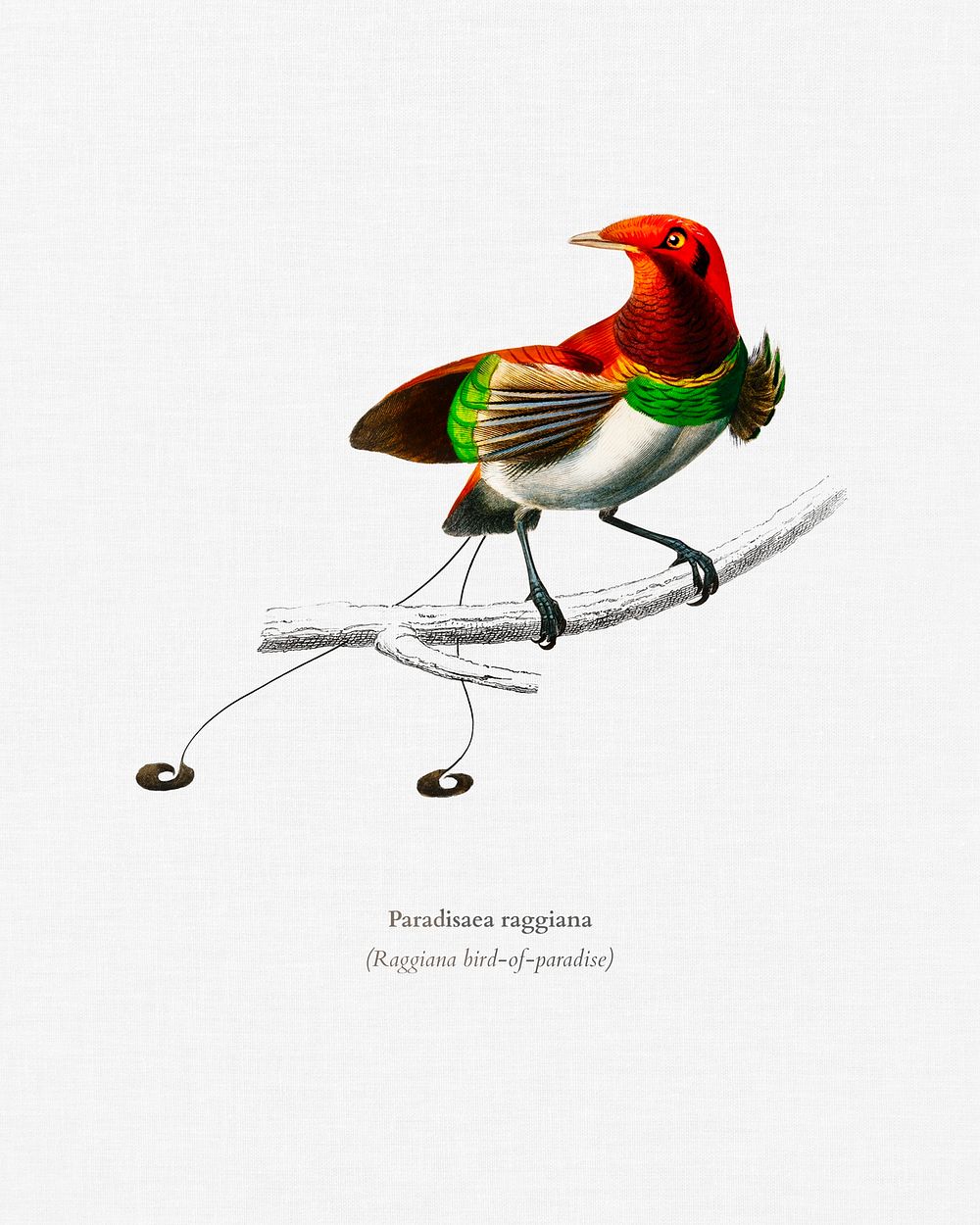 Raggiana bird-of-paradise (Paradisaea raggiana) illustrated by Charles Dessalines D' Orbigny (1806-1876). Digitally enhanced…