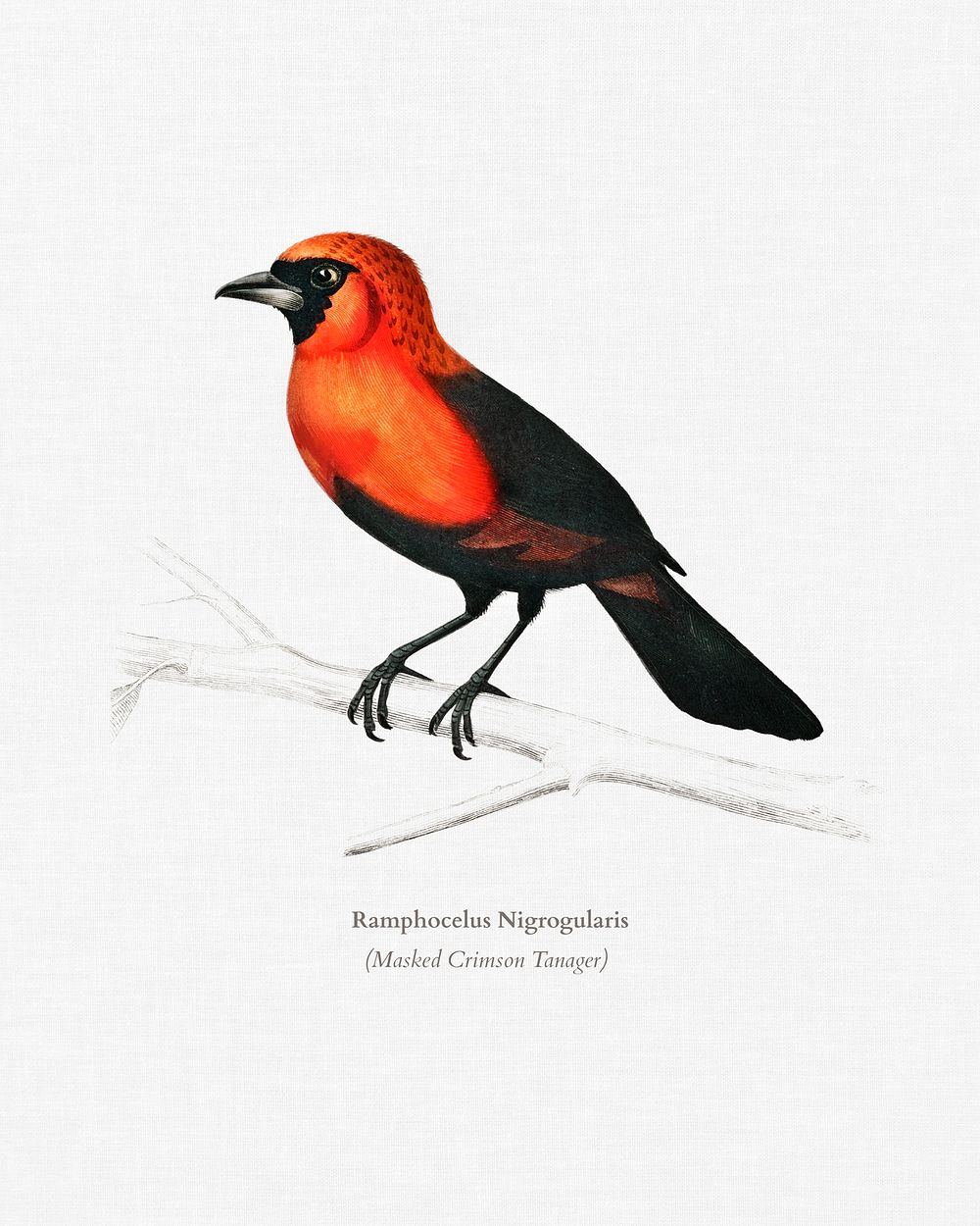 Masked crimson tanager (Ramphocelus Nigrogularis) illustrated by Charles Dessalines D' Orbigny (1806-1876). Digitally…