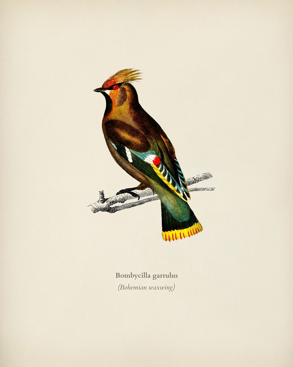 Bohemian waxwing (Bombycilla garrulus) illustrated by Charles Dessalines D' Orbigny (1806-1876). Digitally enhanced from our…