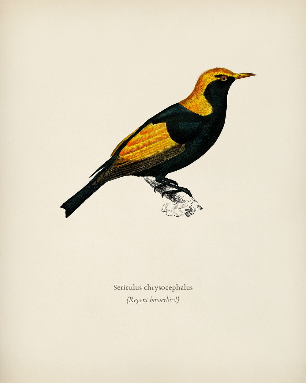 Regent bowerbird (Sericulus chrysocephalus) illustrated by Charles Dessalines D' Orbigny (1806-1876). Digitally enhanced…