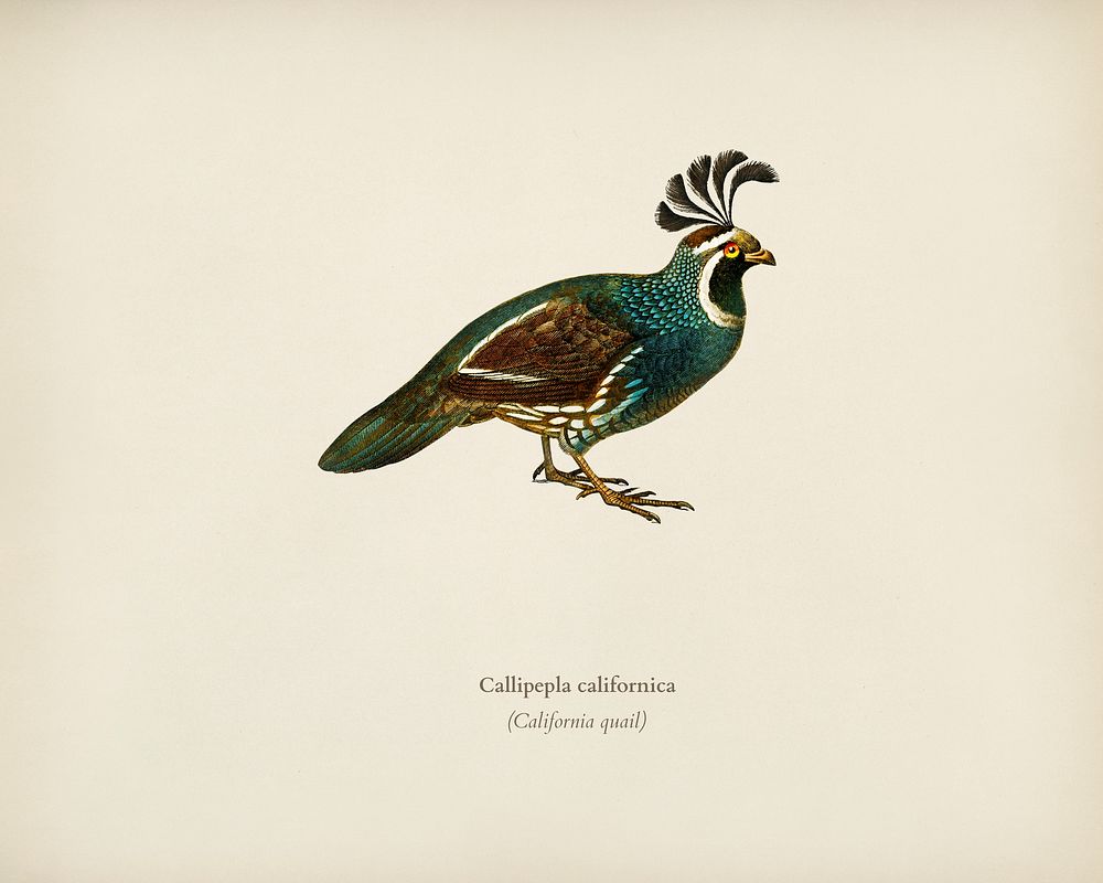California quail (Callipepla californica) illustrated by Charles Dessalines D' Orbigny (1806-1876). Digitally enhanced from…