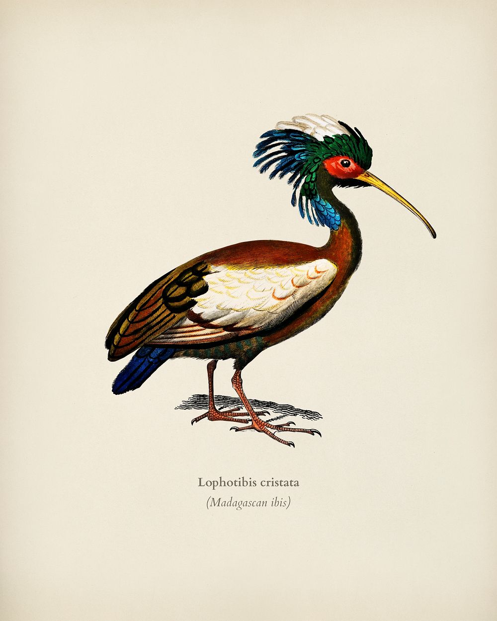 Madagascan ibis (Lophotibis cristata) illustrated by Charles Dessalines D' Orbigny (1806-1876). Digitally enhanced from our…