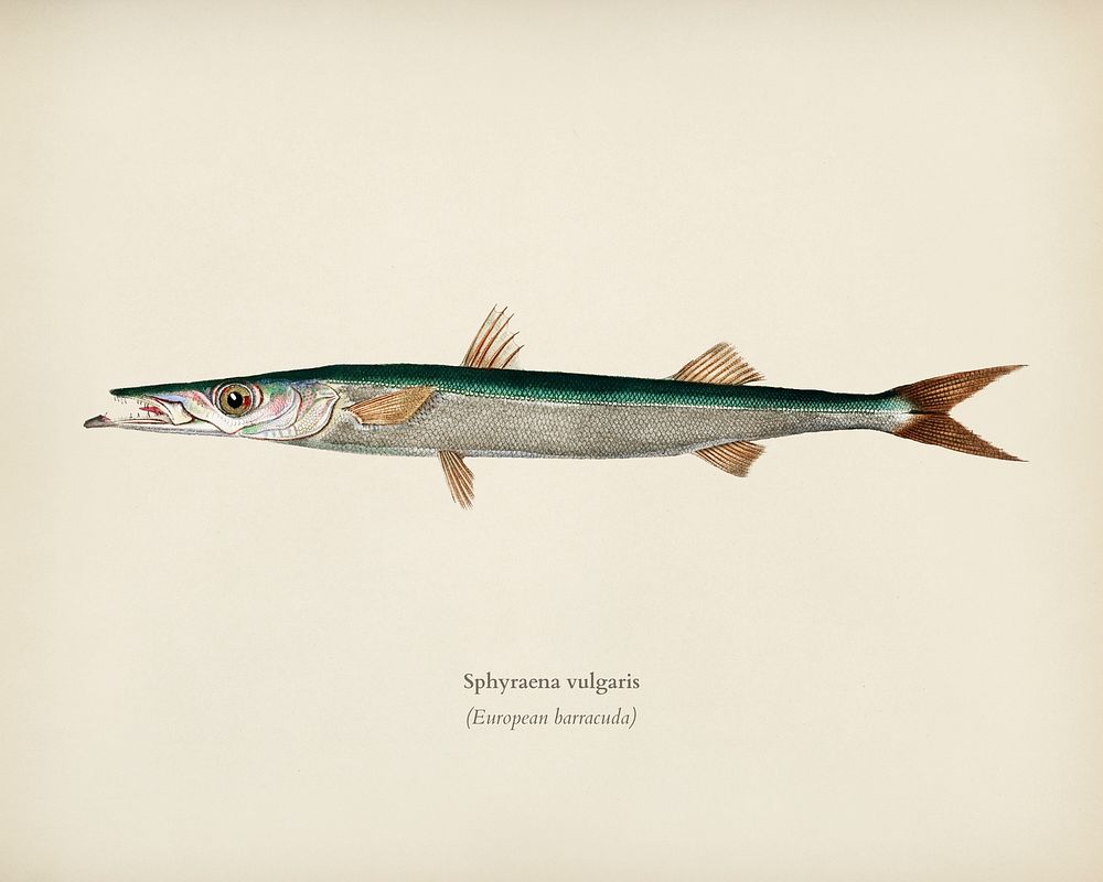 Sphyraena vulgaris illustrated by Charles Dessalines D' Orbigny (1806-1876). Digitally enhanced from our own 1892 edition of…
