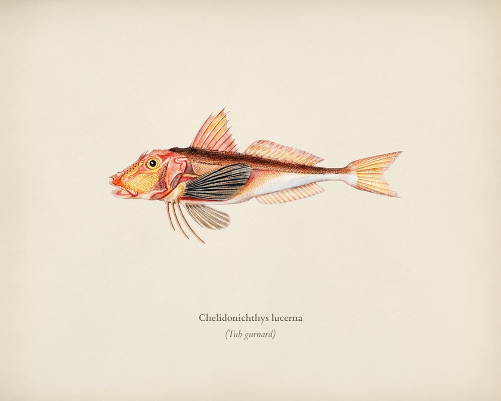 Chelidonichthys lucerna illustrated by Charles Dessalines D' Orbigny (1806-1876). Digitally enhanced from our own 1892…