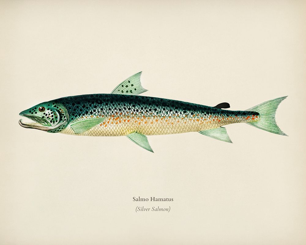 Salmo Hamatus illustrated by Charles Dessalines D' Orbigny (1806-1876). Digitally enhanced from our own 1892 edition of…