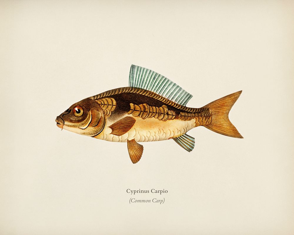 Cyprinus Carpio illustrated by Charles Dessalines D' Orbigny (1806-1876). Digitally enhanced from our own 1892 edition of…