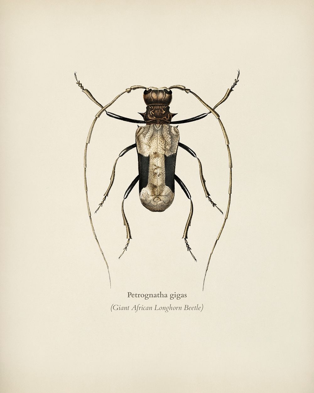 Giant African Longhorn Beetle (Petrognatha gigas) illustrated by Charles Dessalines D' Orbigny (1806-1876). Digitally…