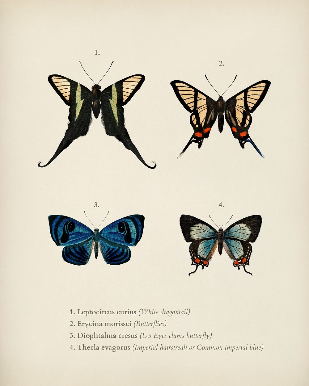 Collection of hand drawings of butterflies illustrated by Charles Dessalines D' Orbigny (1806-1876). Digitally enhanced from…