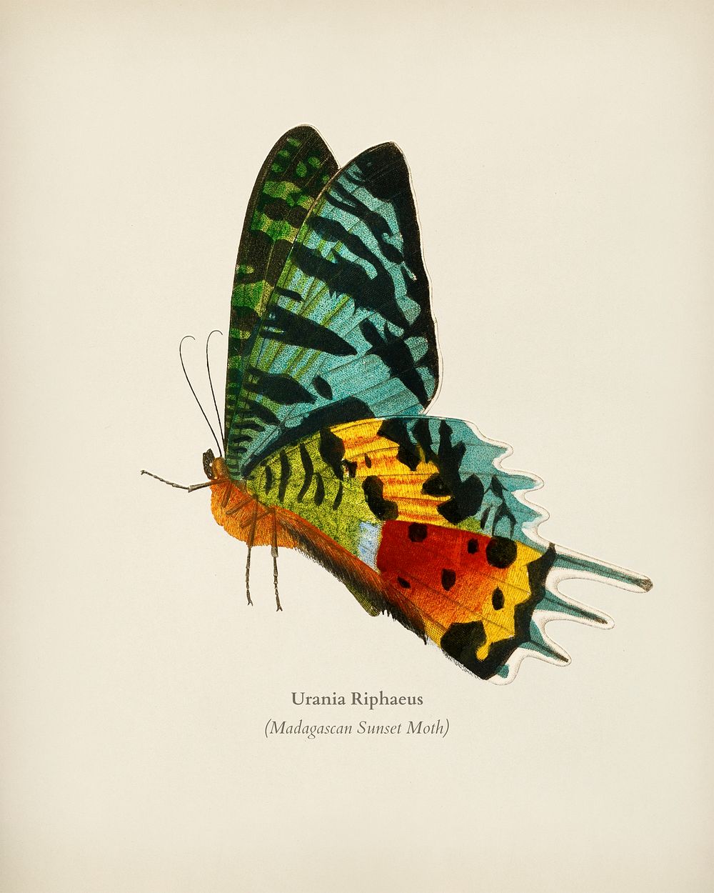 Madagascan Sunset Moth (Urania Riphaeus) illustrated by Charles Dessalines D' Orbigny (1806-1876). Digitally enhanced from…