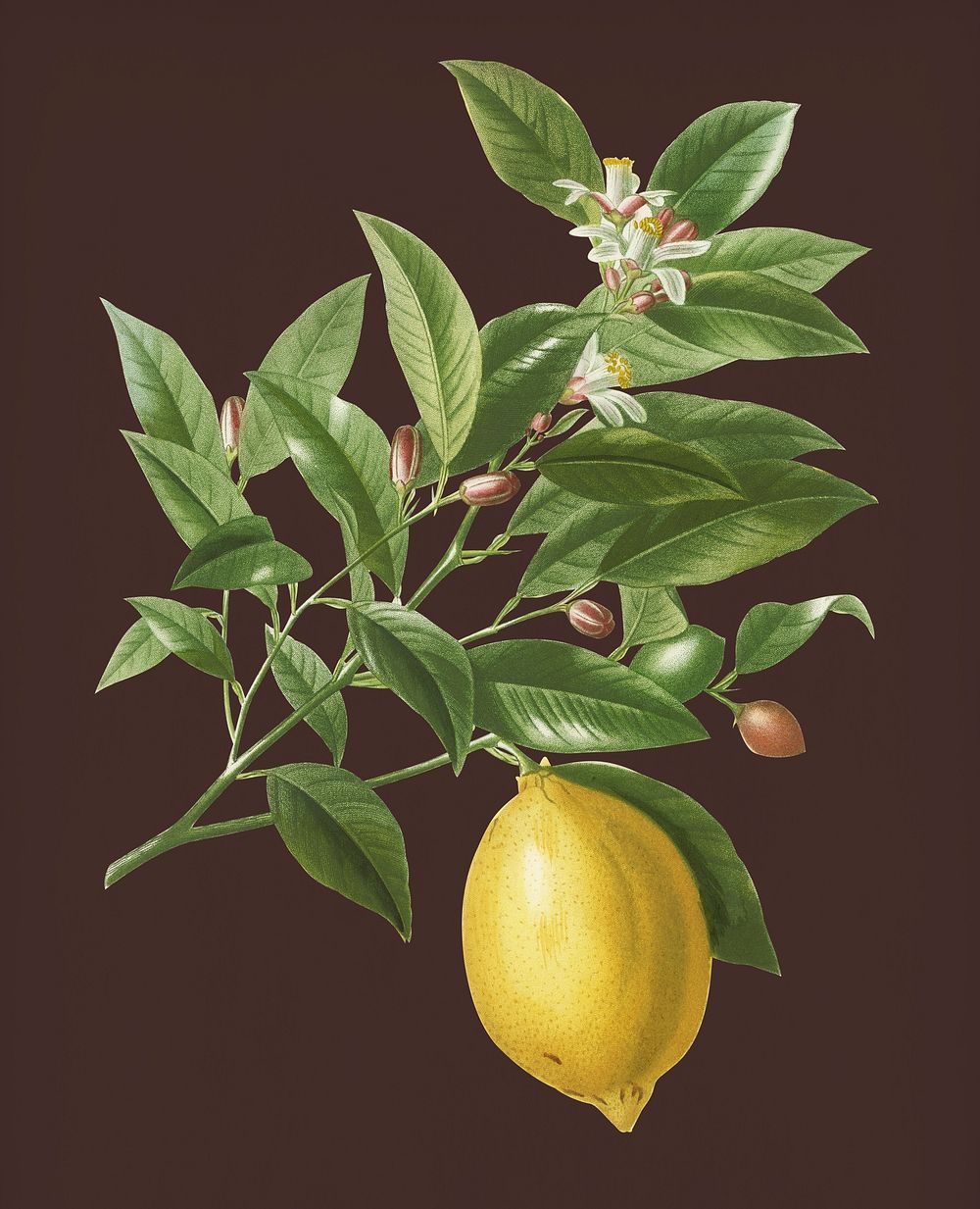 Vintage Illustration of Lemon.