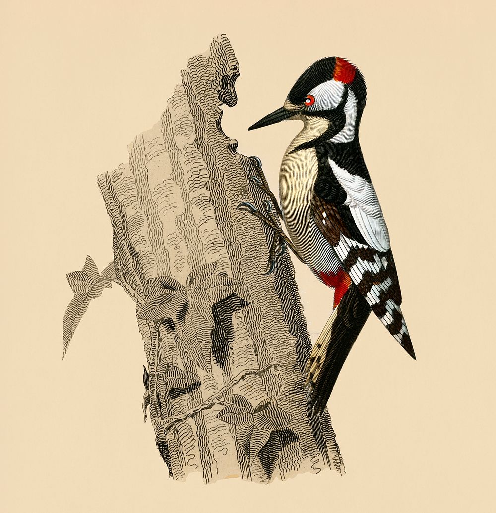 Vintage Illustration of Great spotted woodpecker.
