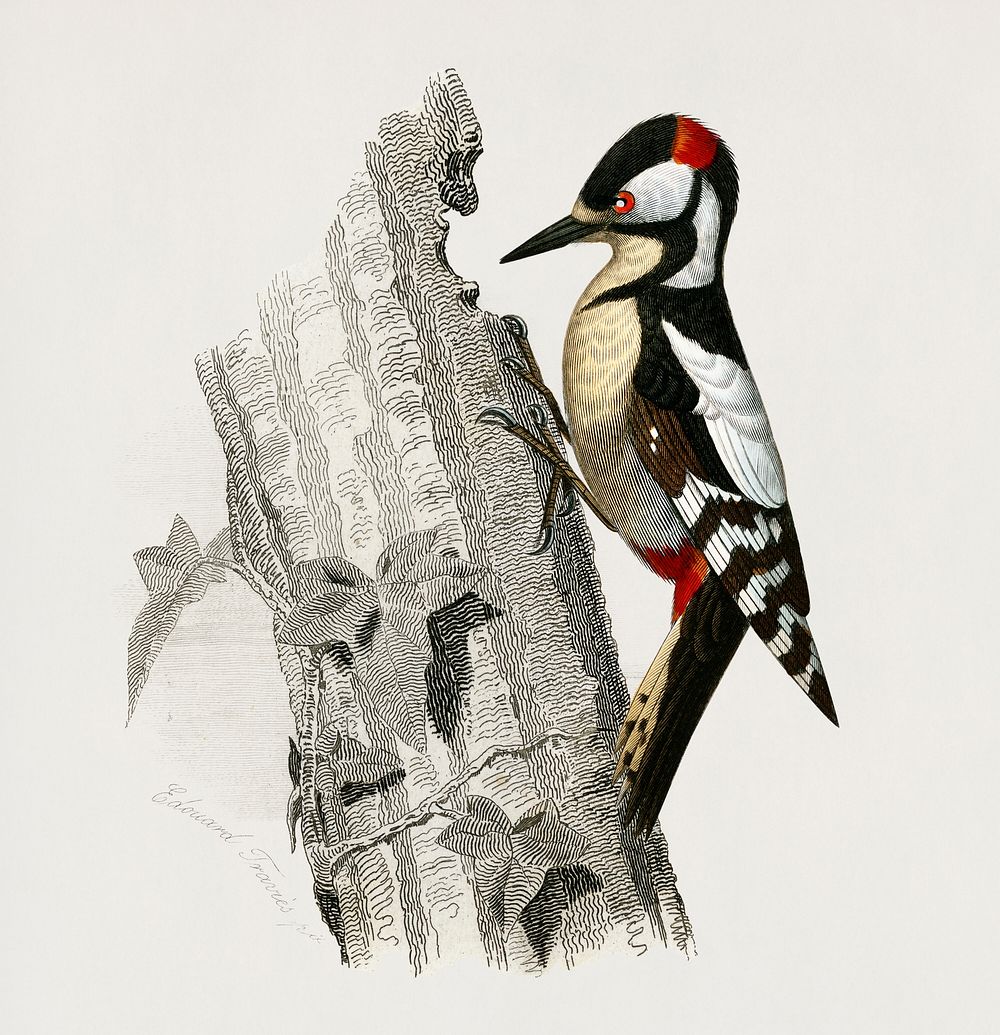 Vintage Illustration of Great spotted woodpecker (Picus major)