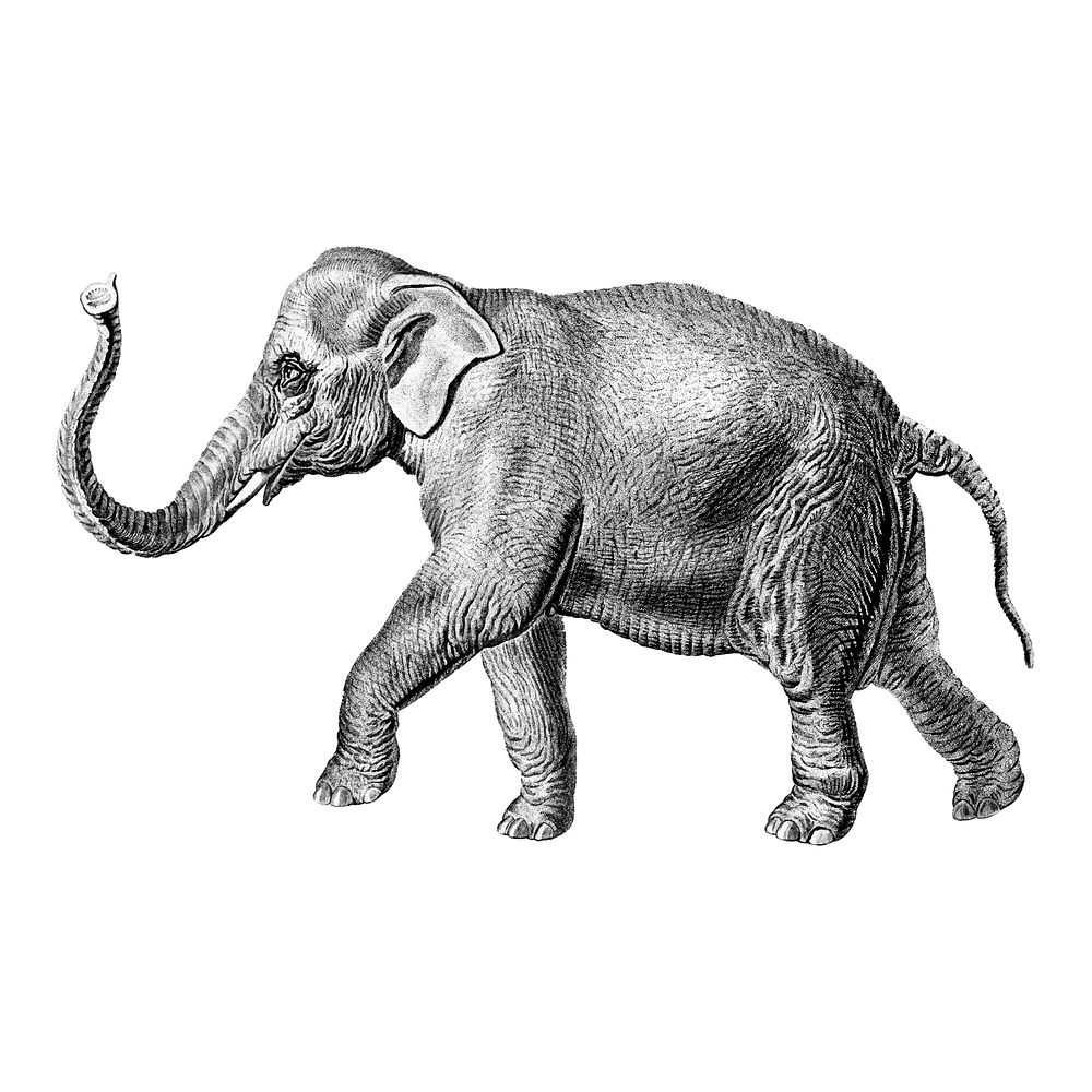 Vintage illustration of an Elephant