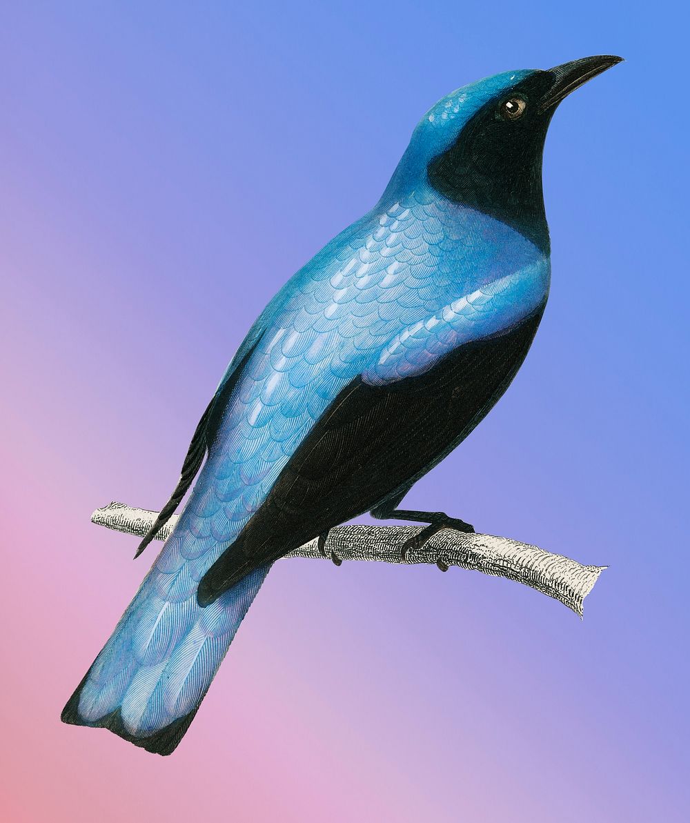 Vintage Illustration of Square-tailed drongo.