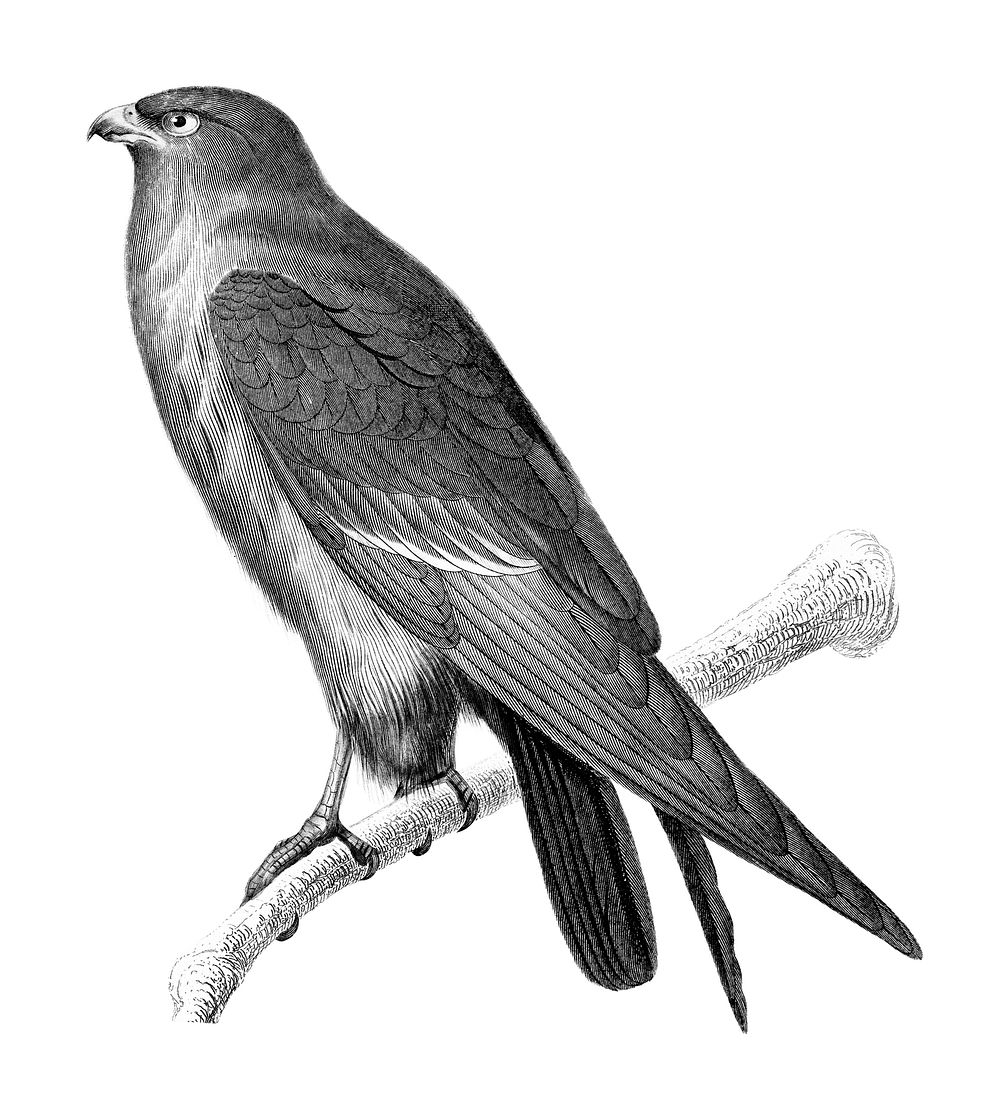 Vintage illustrations of Red-footed Falcon