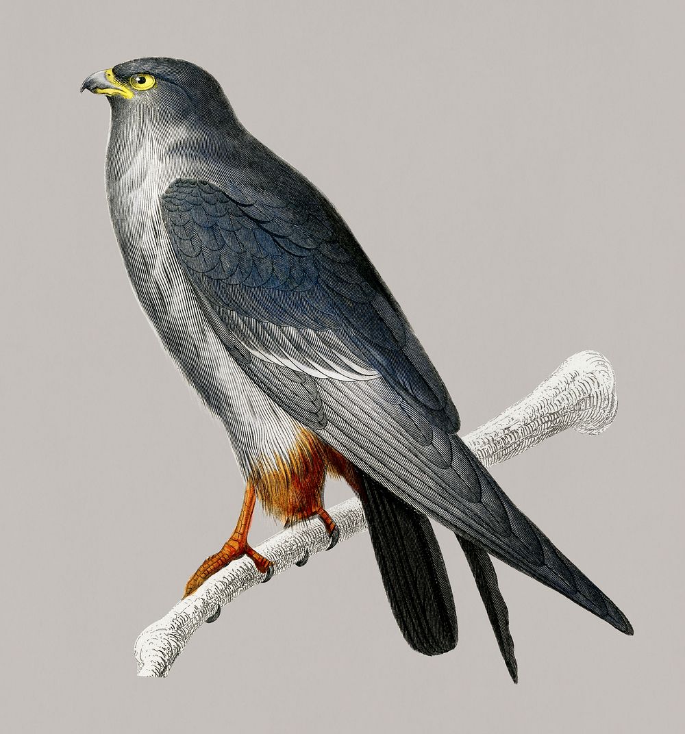 Vintage Illustration of Red-footed Falcon.