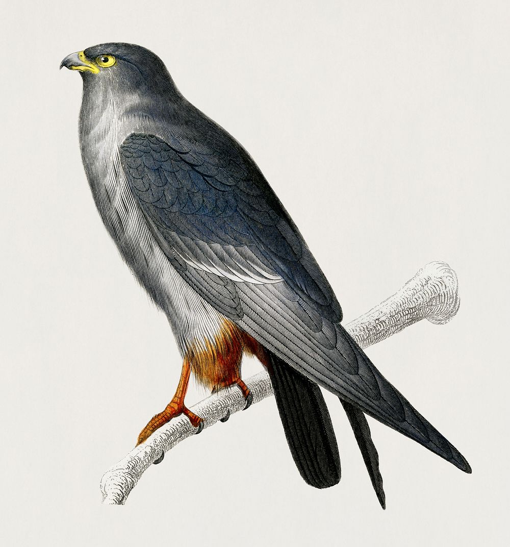 Vintage Illustration of Red-footed Falcon (Falco rufipes)