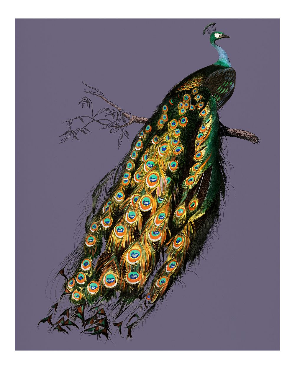 Vintage Indian peafowl (Pavo Cristatus) illustration wall art print and poster.