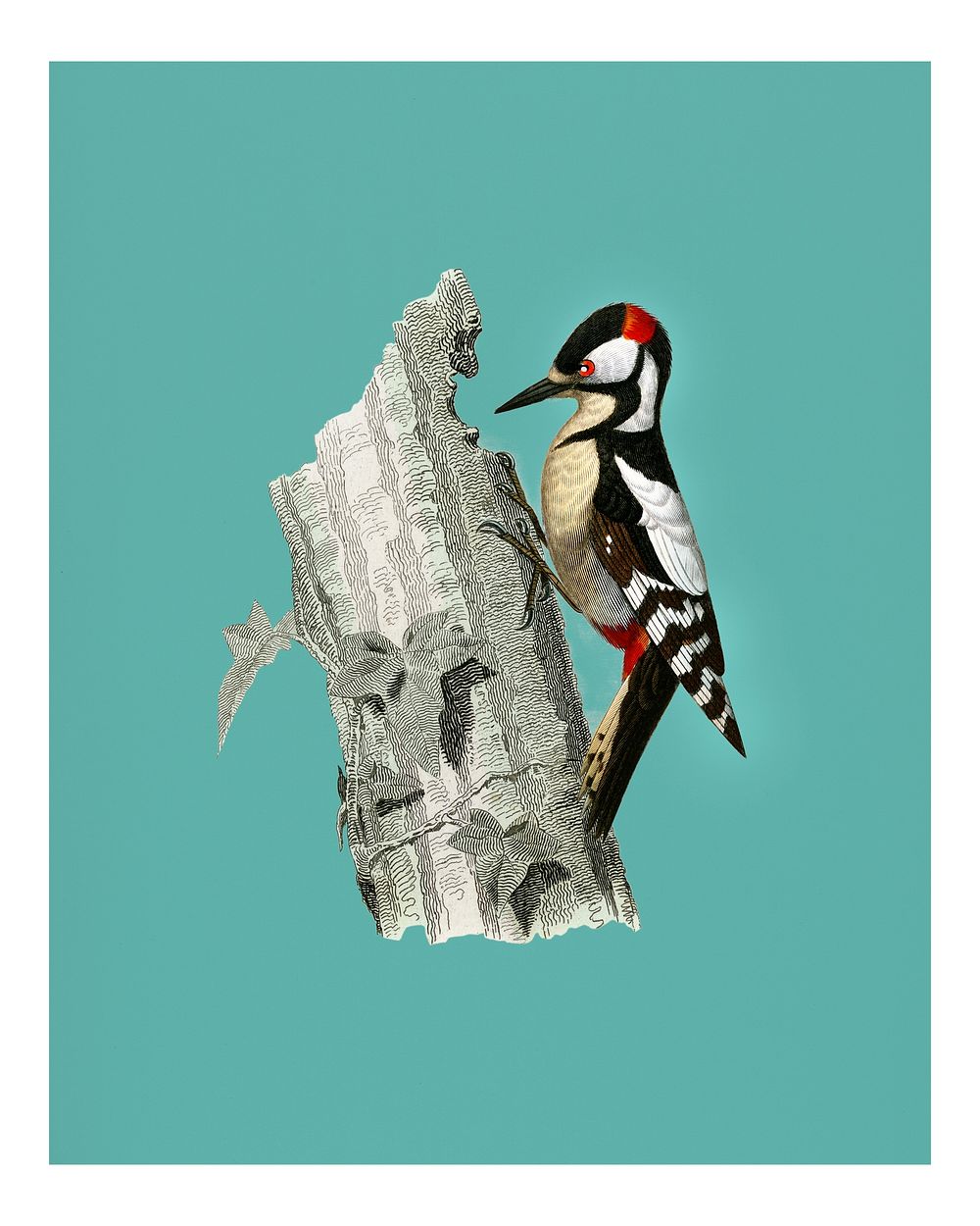 Vintage great spotted woodpecker (Picus major) illustration wall art print and poster.