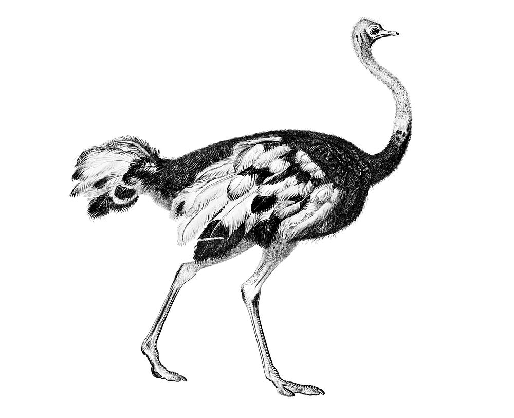 Vintage illustrations of Common ostrich