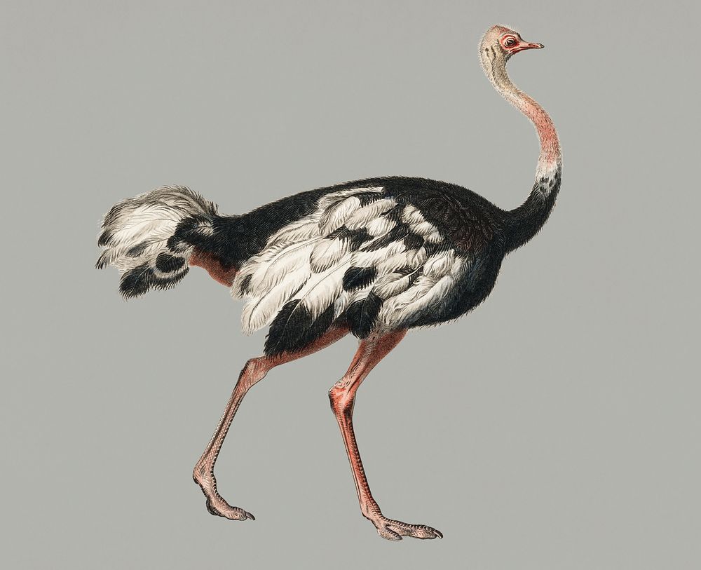 Vintage Illustration of Common ostrich.