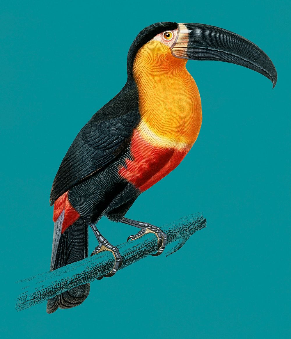 Vintage Illustration of Toucan.