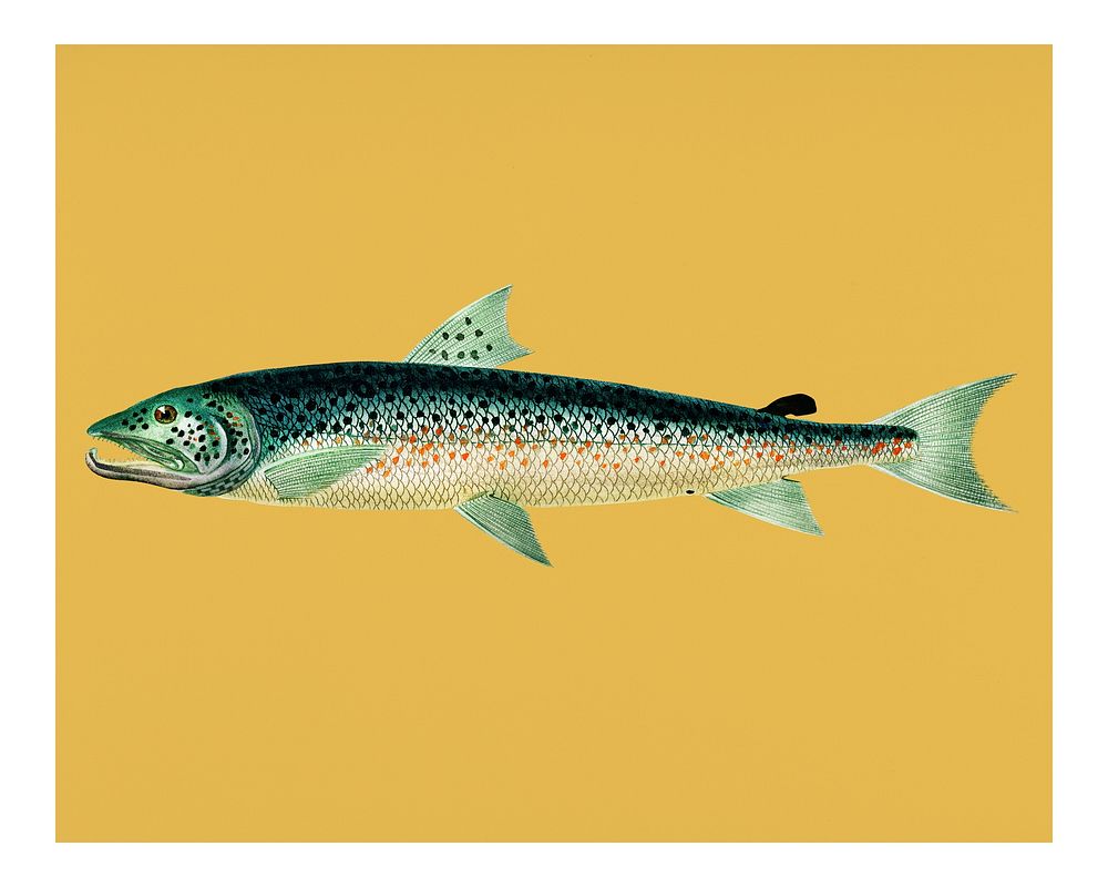 Vintage Atlantic Salmon illustration wall art print and poster.