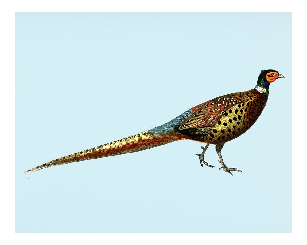 Vintage ring-necked pheasant (Phasianus colchicus) illustration wall art print and poster.