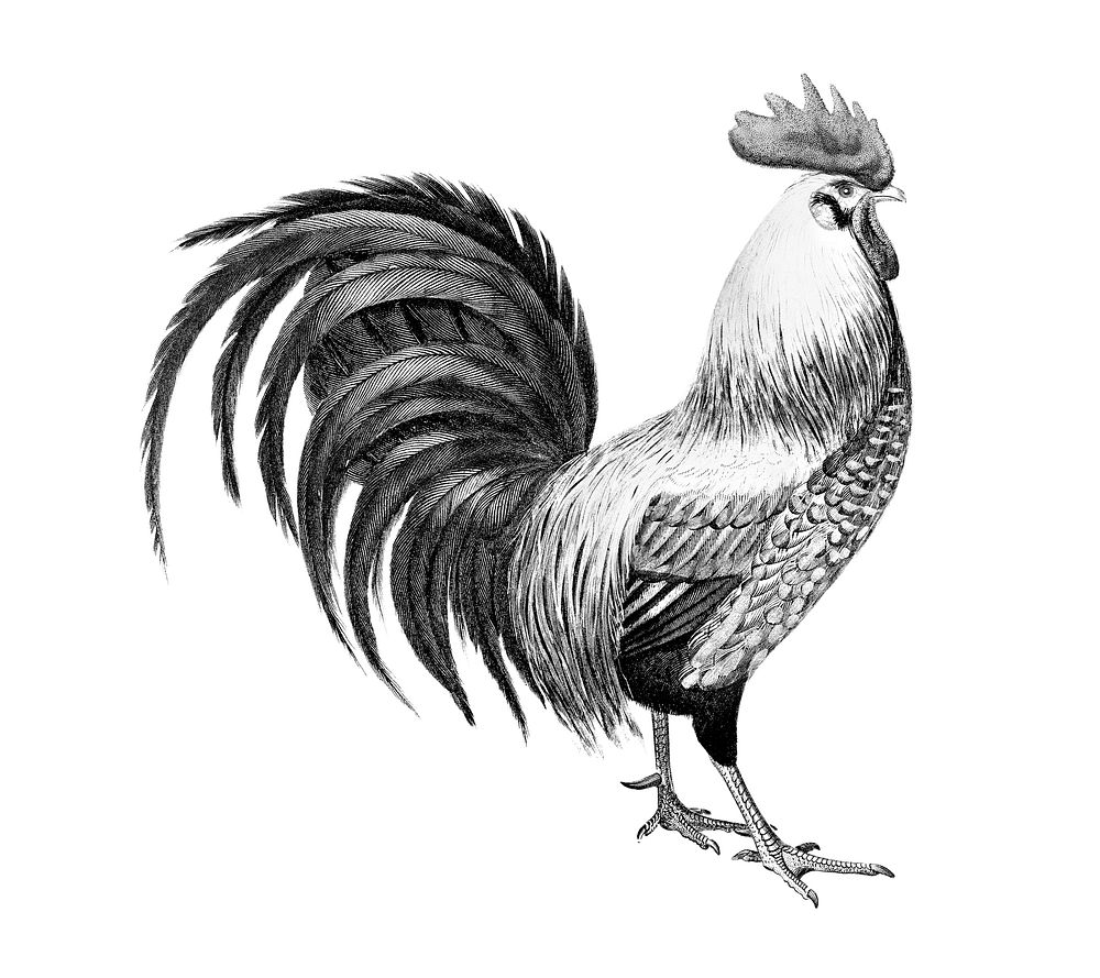 Vintage illustrations of Cock