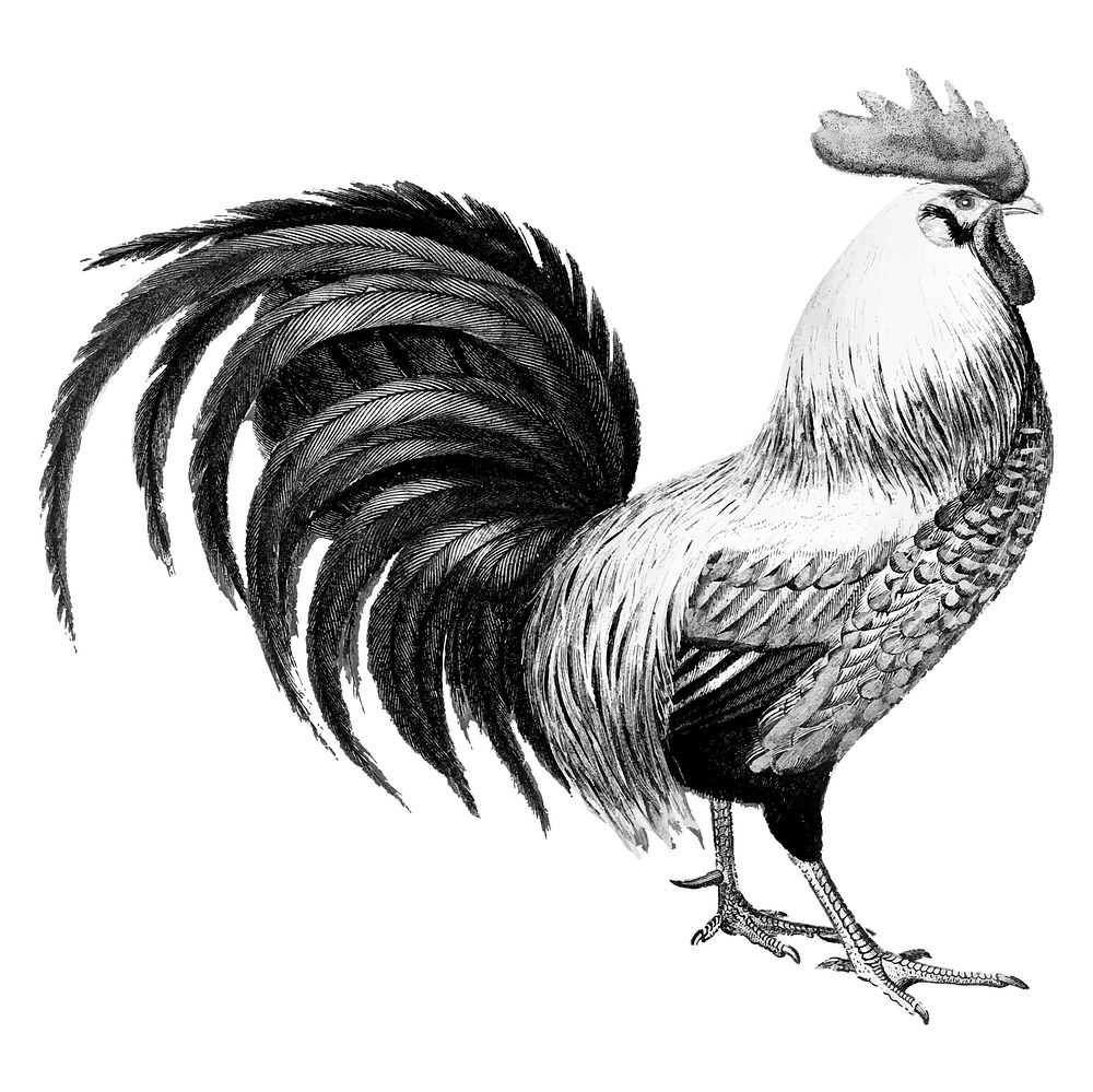 Vintage illustrations of Rooster