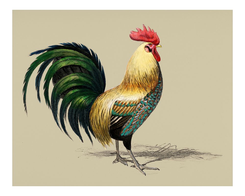 Vintage cock illustration wall art print and poster.