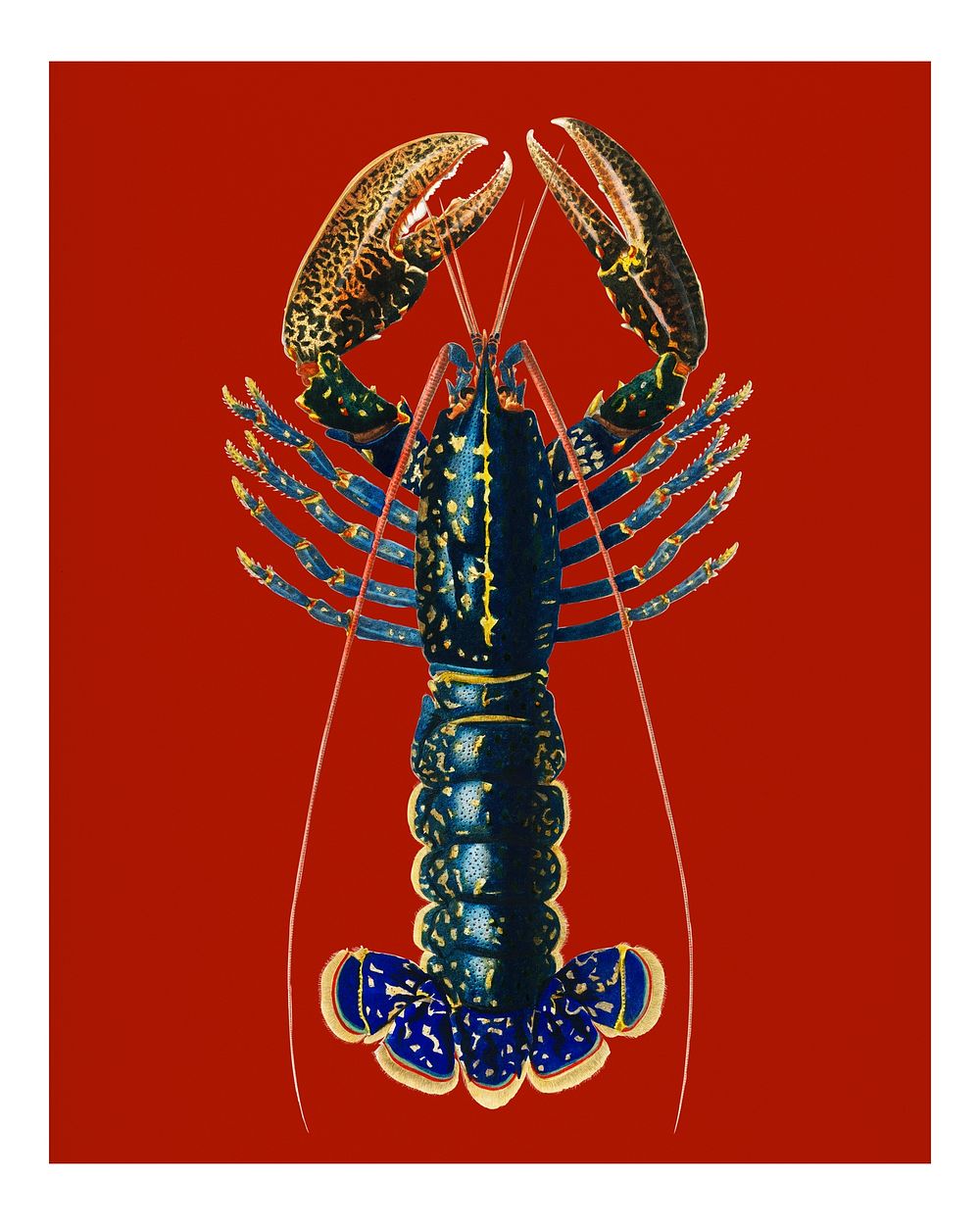 Vintage Crimson Crawfish (Palemon Ornatum) illustration wall art print and poster.