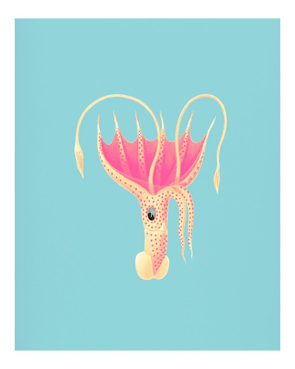 Vintage umbrella squid (Histioteuthis bonnellii) illustration wall art print and poster.