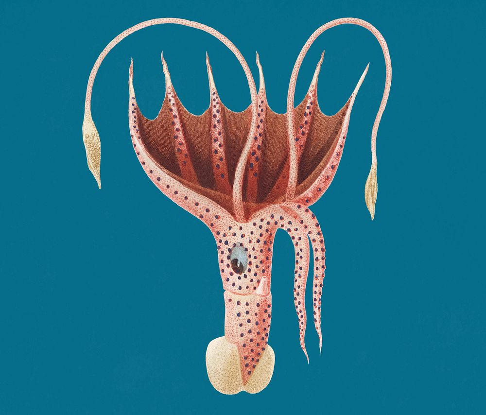 Vintage Illustration of The umbrella squid.